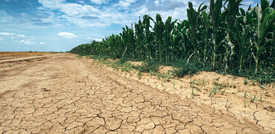 La vittima illustre della guerra: l’agricoltura