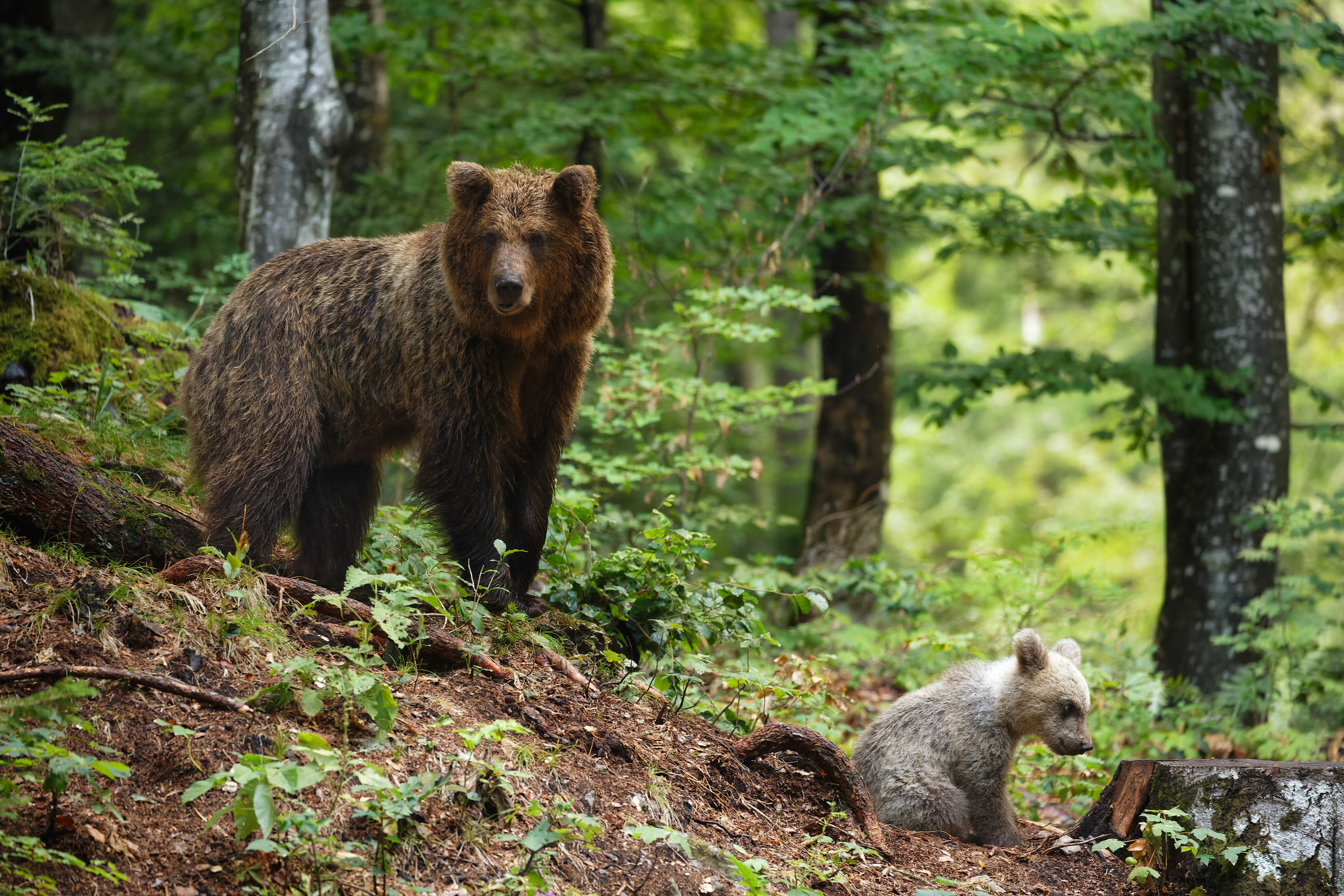Un orso è stato trovato morto in un parco nell'Aquilano, è il secondo in pochi mesi