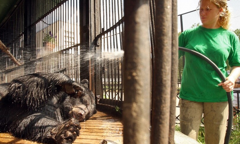 russia caldo record piscina animali zoo san pietroburgo