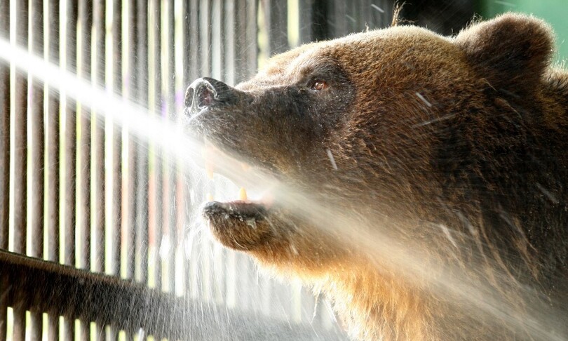 russia caldo record piscina animali zoo san pietroburgo