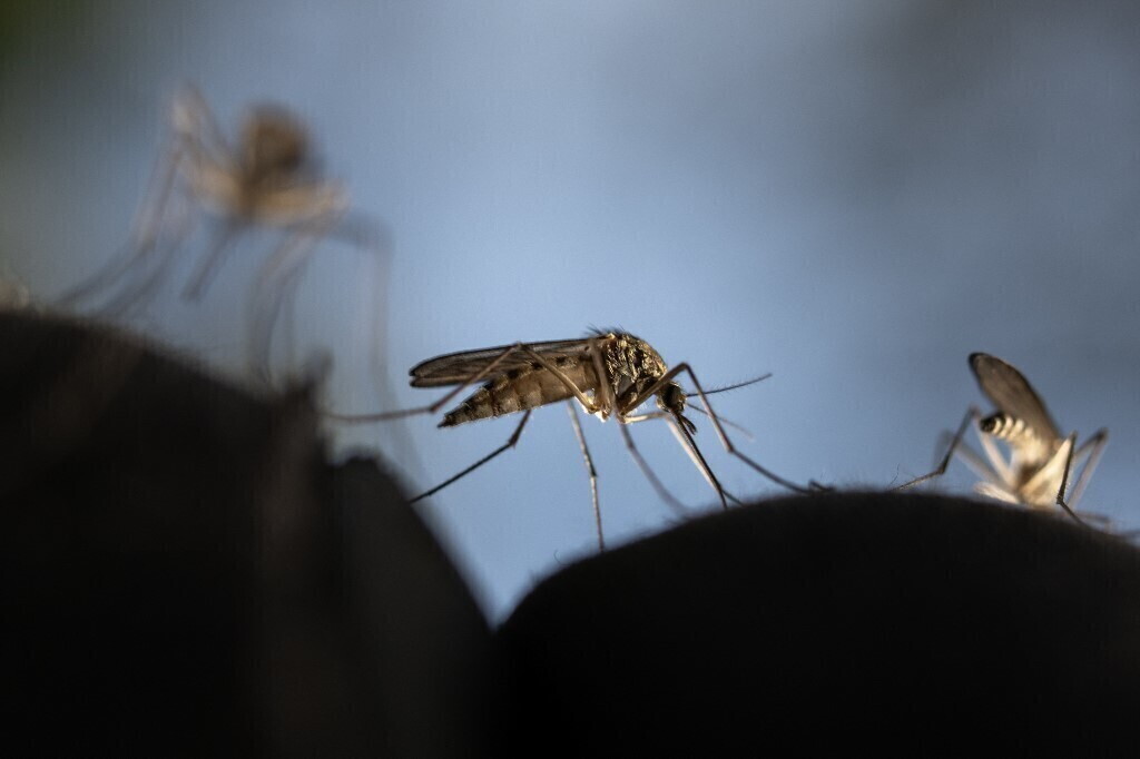Il Maschio incompatibile che 'sterilizza' le uova di zanzara tigre