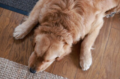 Irrequietezza e apatia: i segnali di dolore dei cani che spesso ci sfuggono