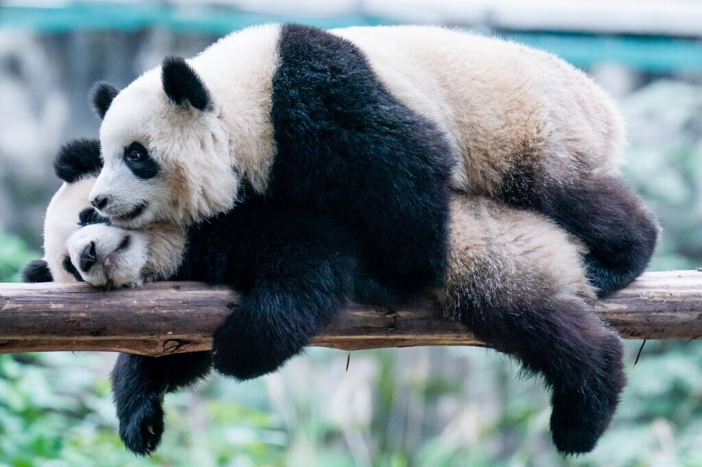 Curiosità sul panda gigante che non conoscevate - I Miei Animali