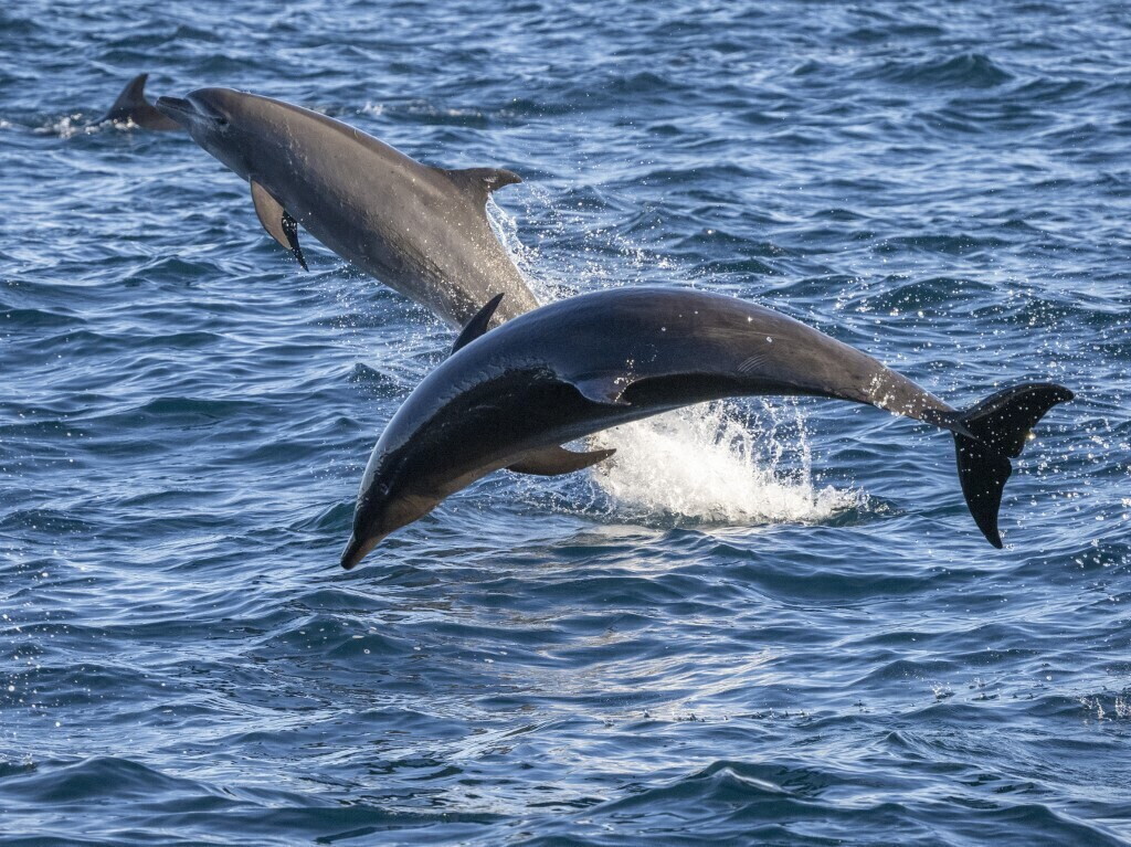 I delfini femmina si rifiutano di accoppiarsi con i maschi aggressivi