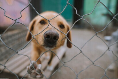 Animali: oltre 2 cani su 10 non vengono adottati, 14mila resteranno in eterna attesa
