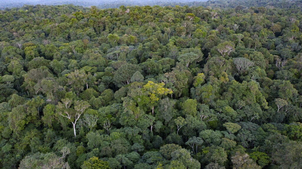 Le foreste australiane sono sempre più diradate