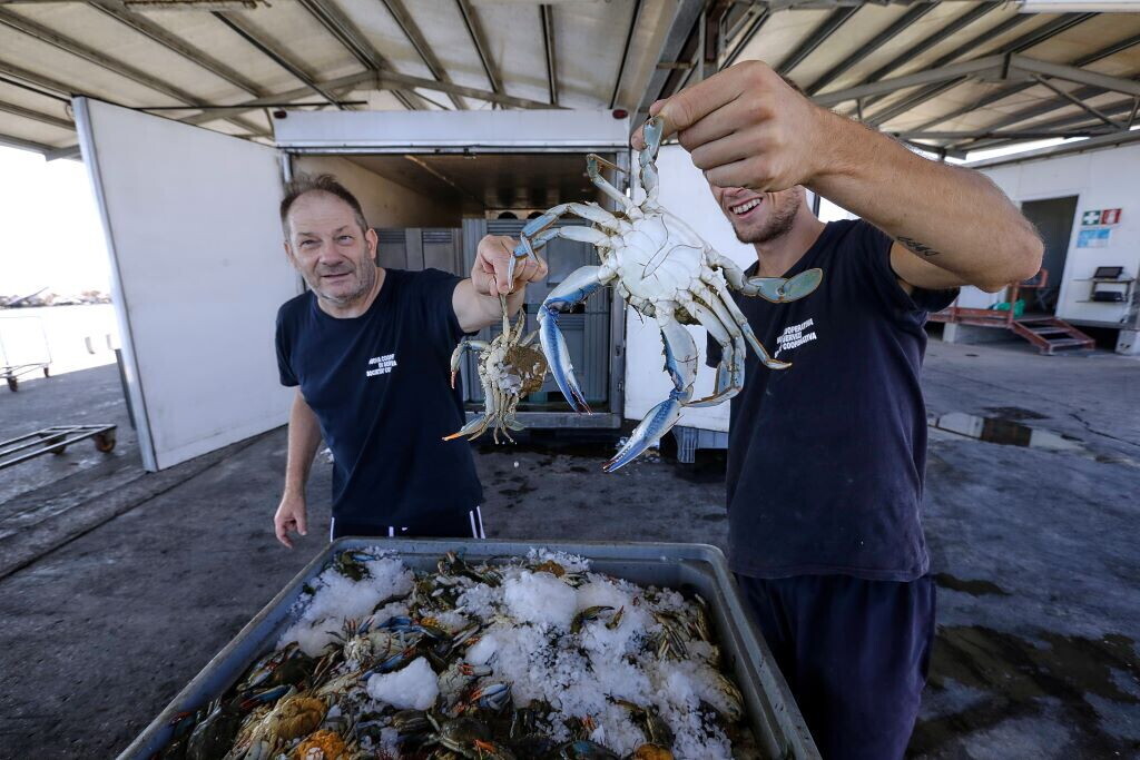 Arriva in parlamento il granchio blu di Orbetello