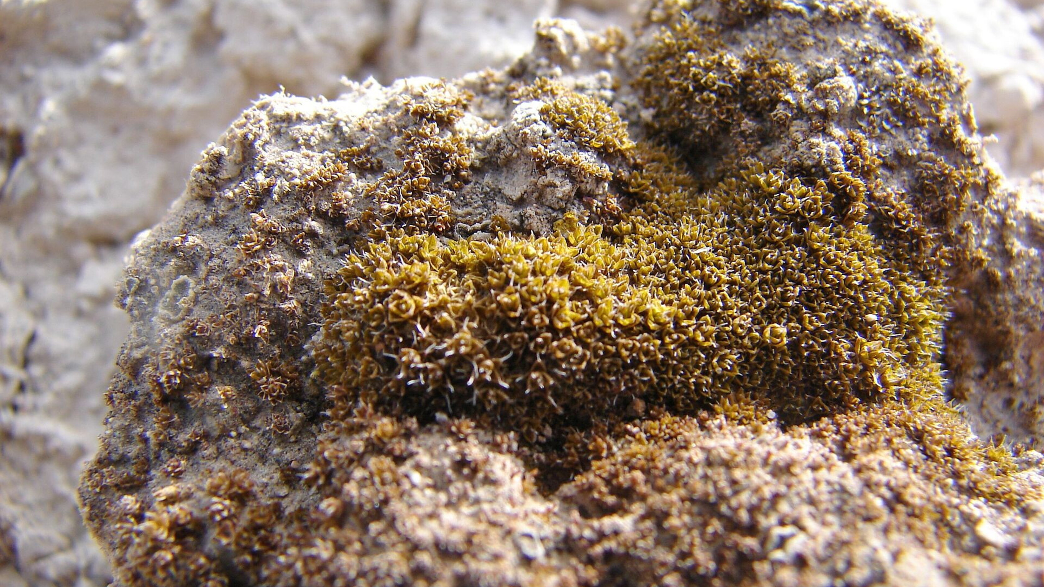 Il muschio ultraresistente che potrebbe essere coltivato su Marte