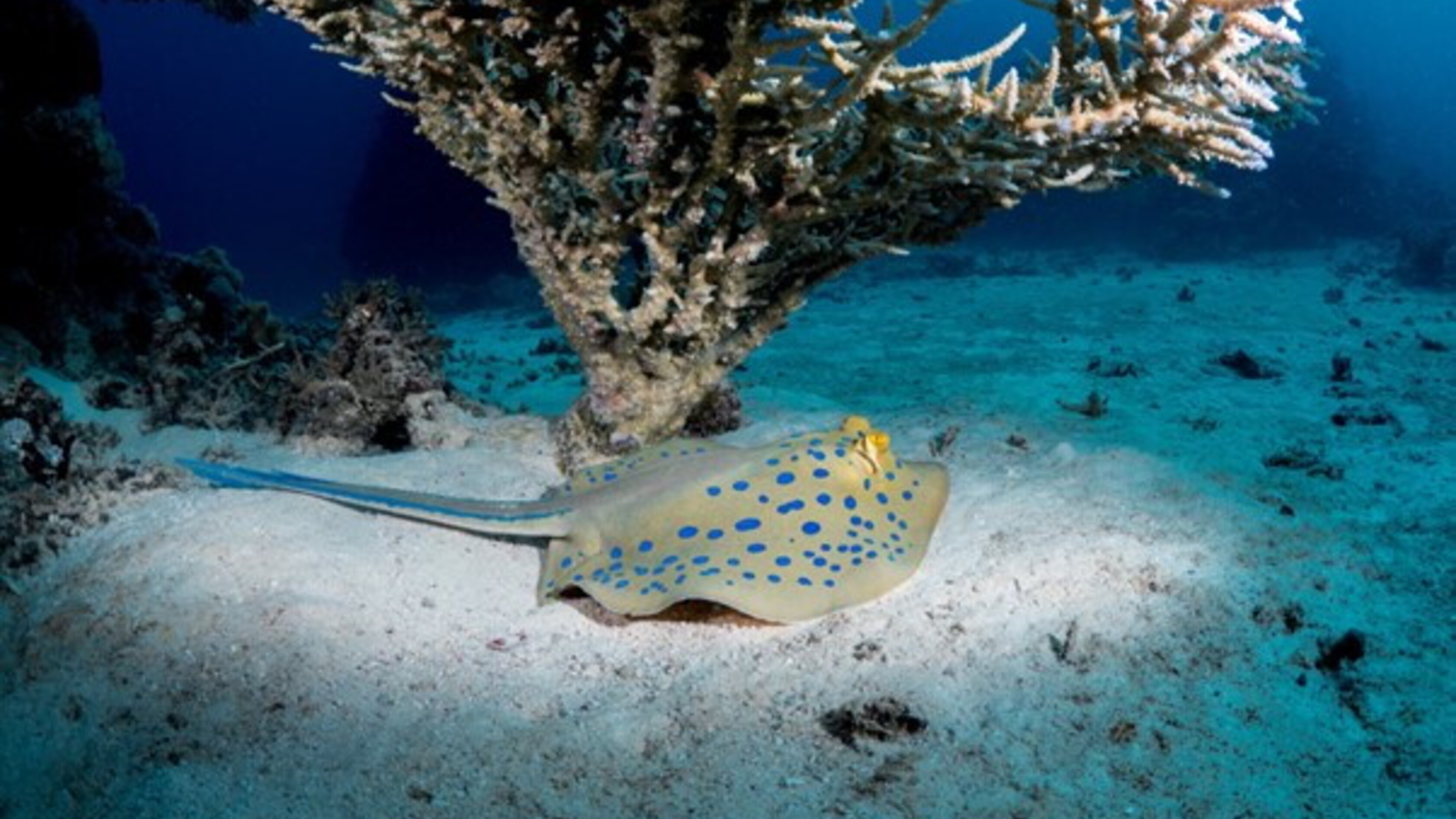 Svelato il segreto del blu elettrico delle razze