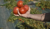 I nuovi pomodori resistono anche alle gelate
