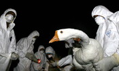 In una pandemia aviaria i giovani sarebbero i più a rischio