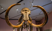 Ricostruiti i cromosomi di un Mammut lanoso