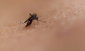 Mutazioni genetiche invece di insetticidi. È guerra alle zanzare