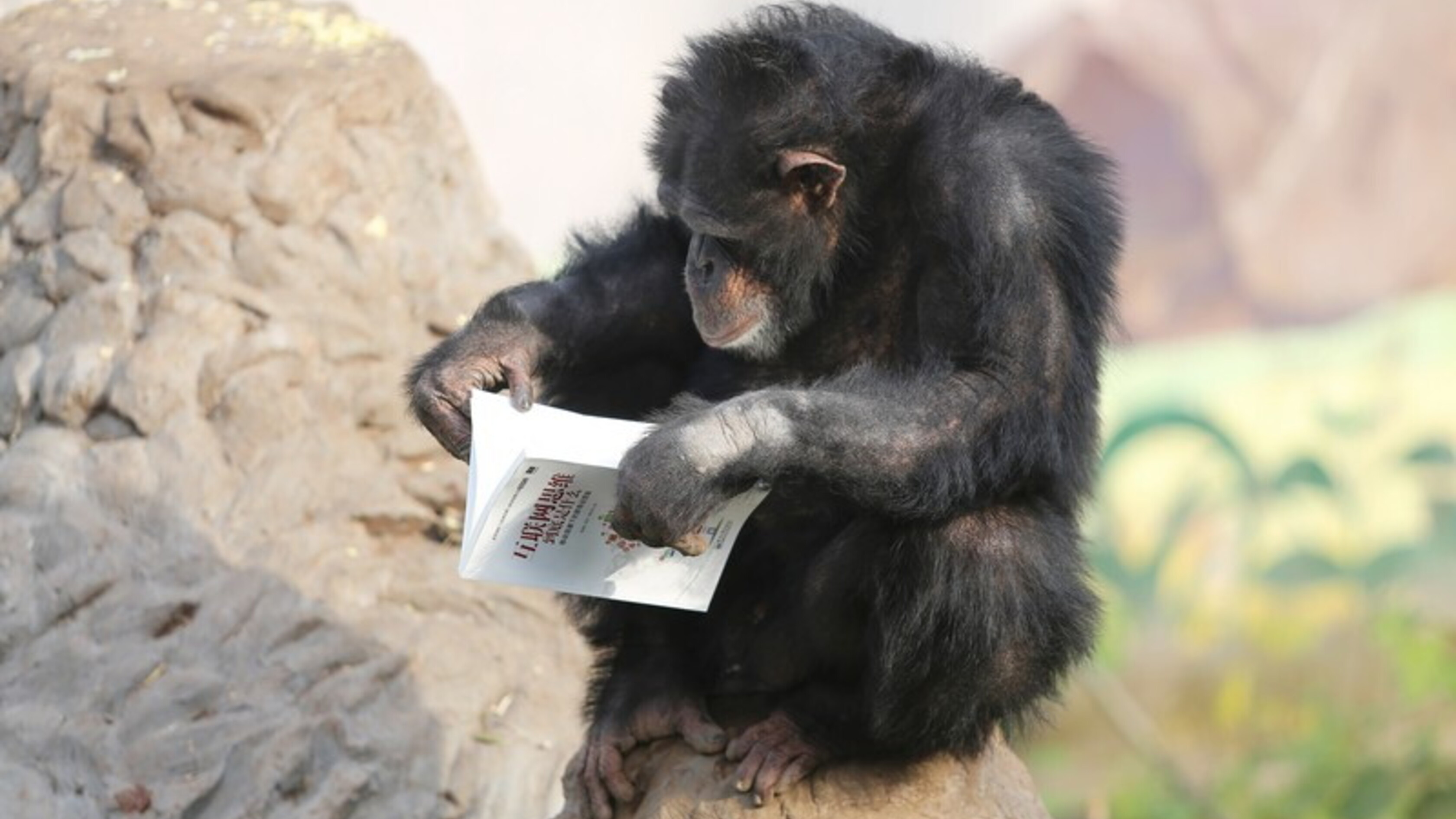 Gesti e pause, gli scimpanzè conversano come noi