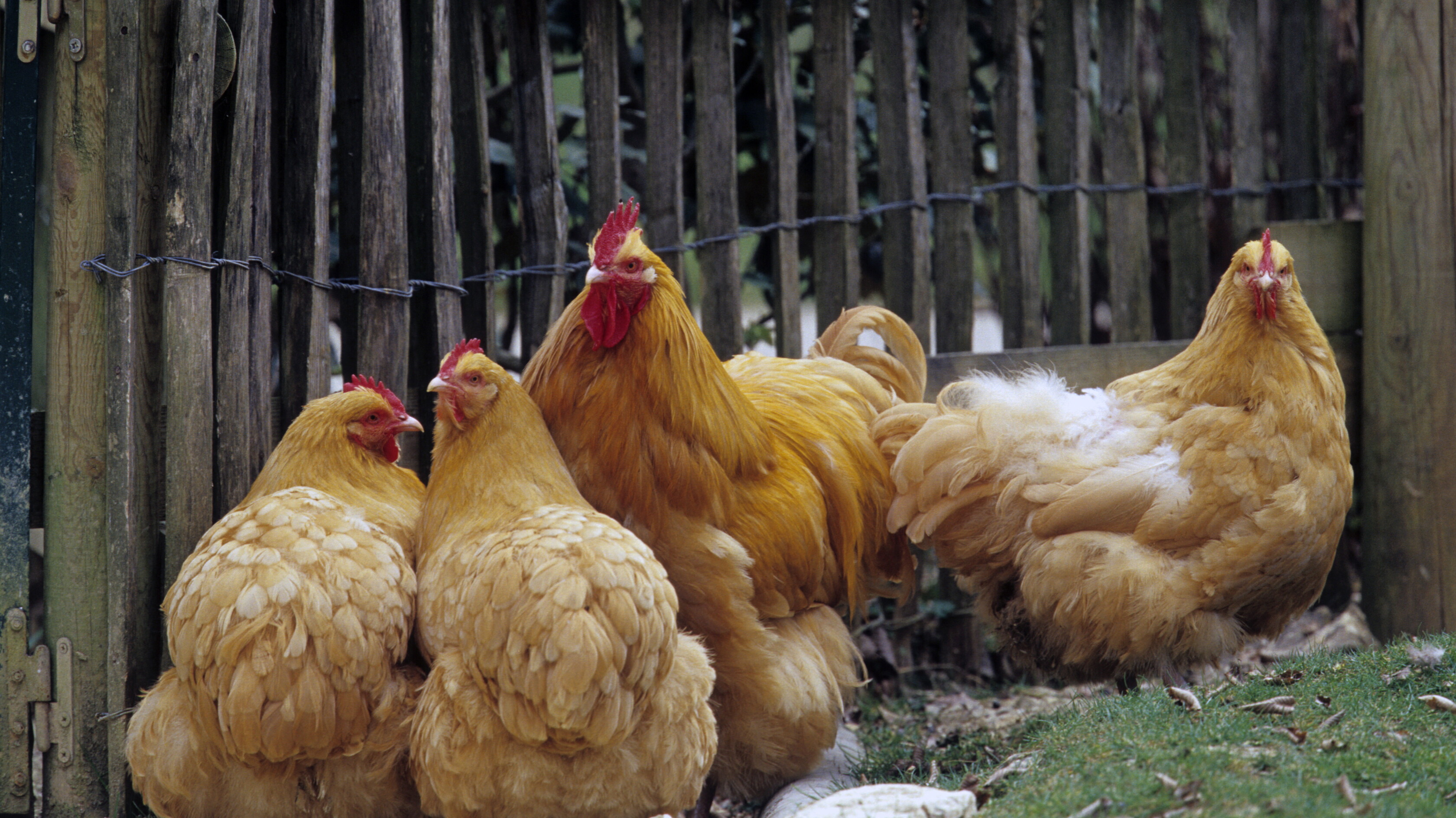 Anche le galline possono arrossire se sono spaventate