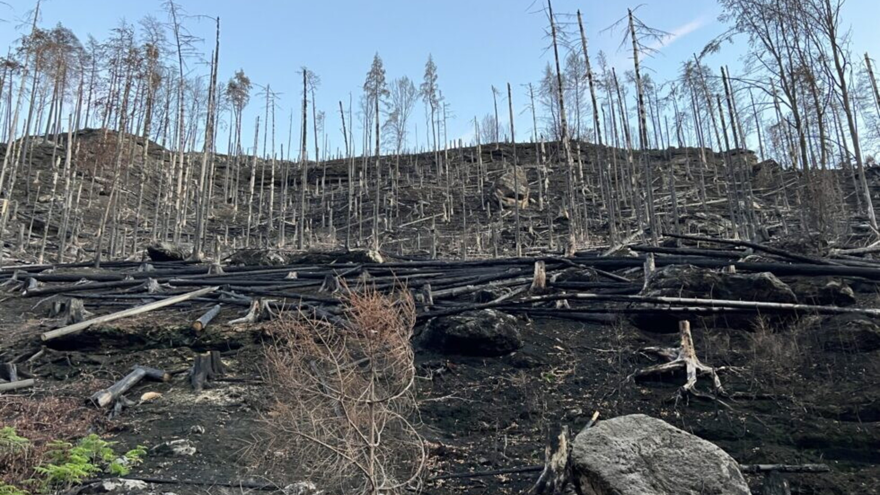 Perchè in Europa il rischio di incendi boschivi è in aumento