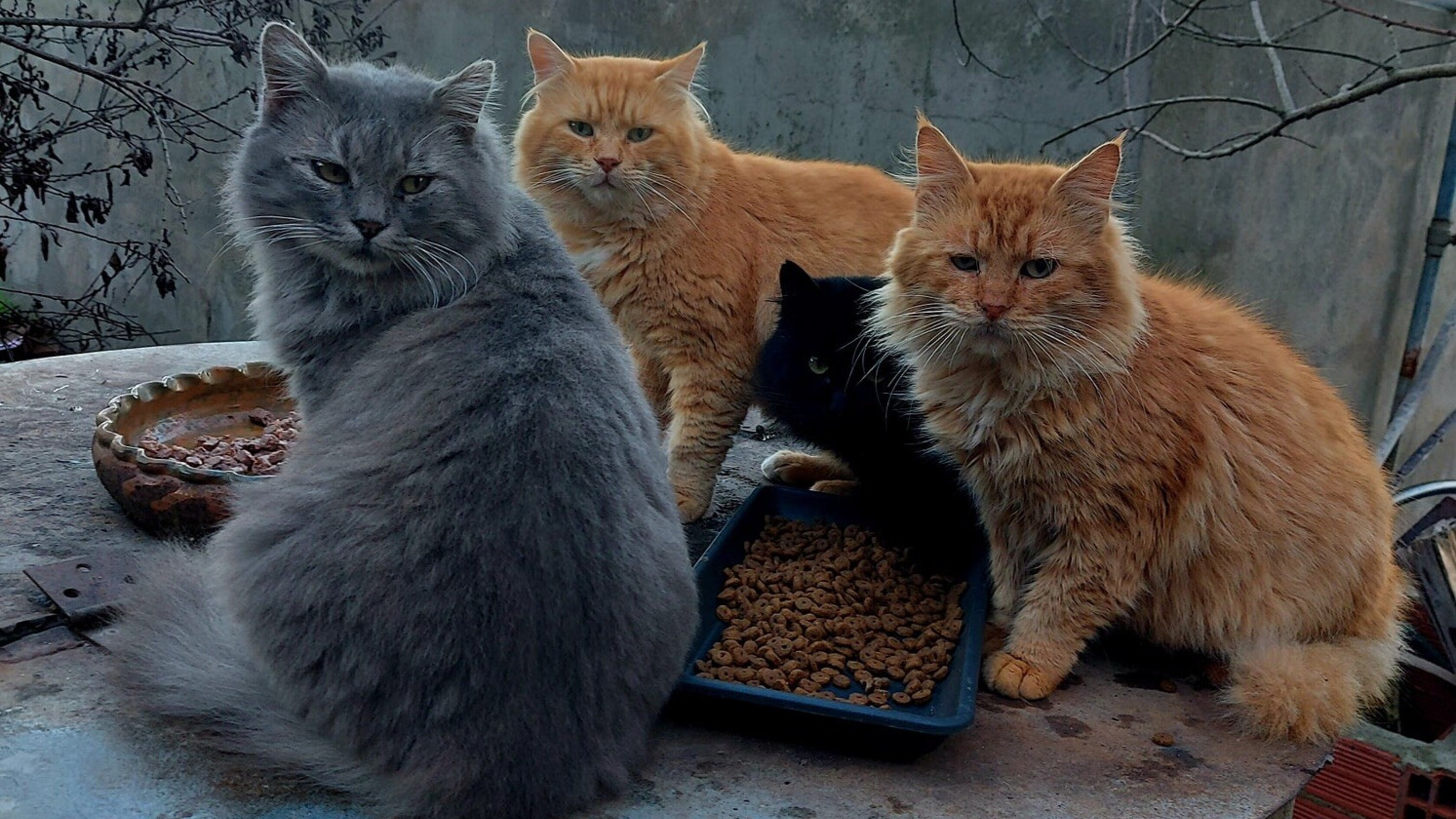 Team di gatti assunto per testare il cibo