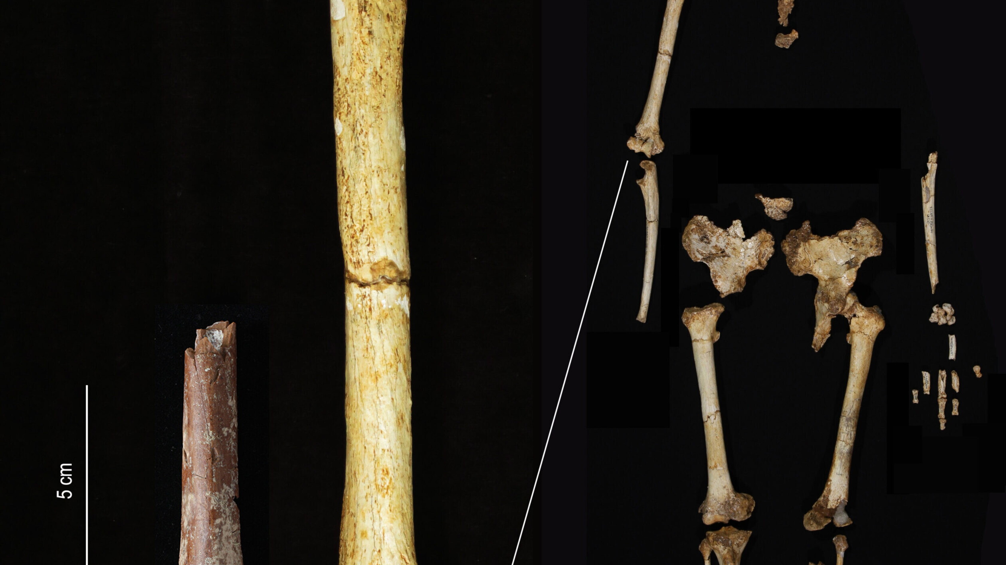 Gli antenati dell'Homo floresiensis erano più piccoli di quanto si pensasse