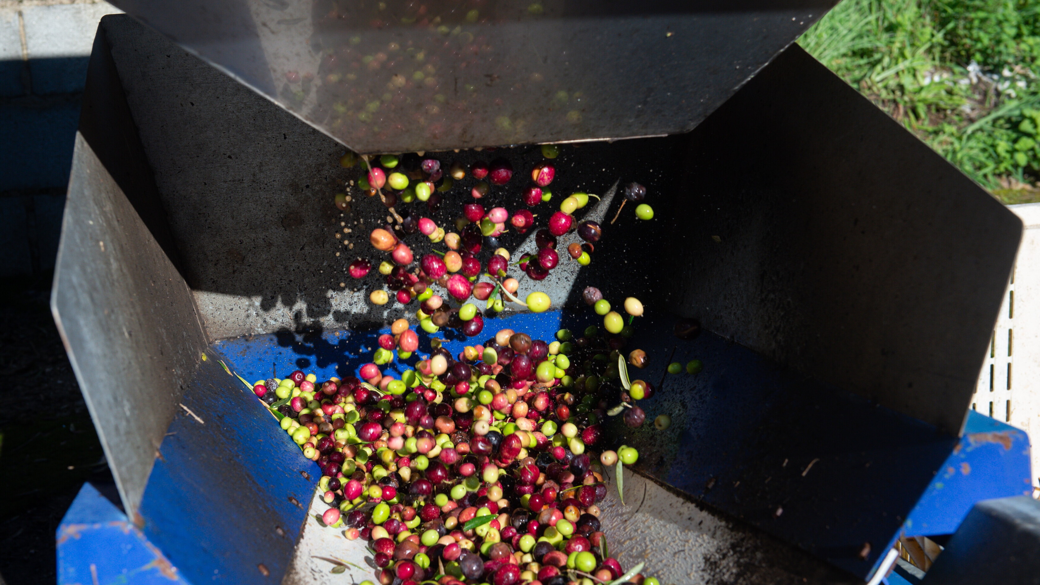 Nell'estate dei prezzi pazzi, spicca l'aumento dell'olio d'oliva