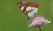 Ecco cosa regola i colori delle ali delle farfalle