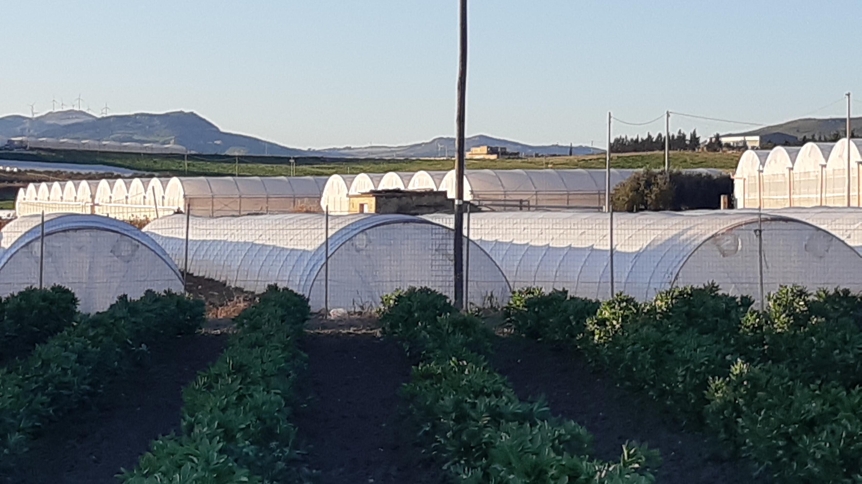 Grazie all'IA -25% consumo energia nell'agricoltura indoor