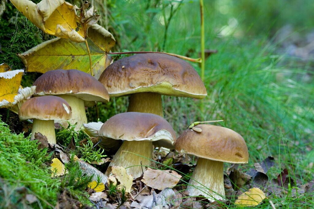 Funghi, sotto il cappello tanti segreti: i 5 errori che rischiano di intossicarti