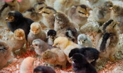 I pulcini neonati sanno riconoscere i volti