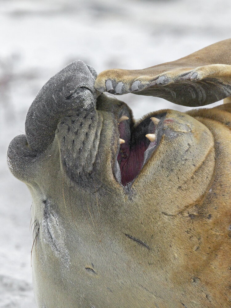 Gli elefanti di mare hanno evitato per un pelo l'estinzione, ecco cosa è successo