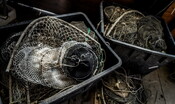 Scomparse le barriere di ostriche dalle coste europee
