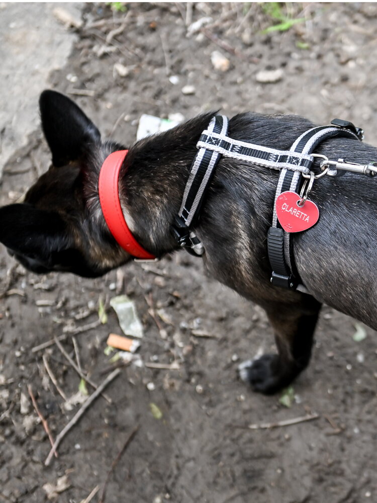 I cani contaminano gli stagni londinesi con i farmaci antiparassitari