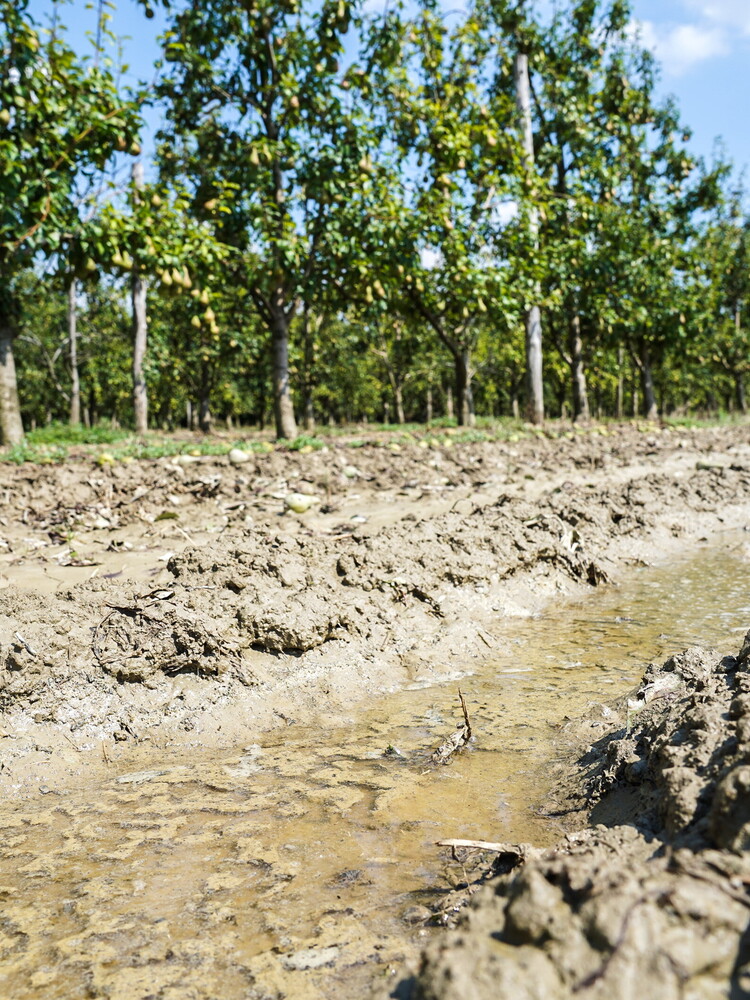 E' colpa del cambiamento climatico se l'acaro rosso prospera e fa danni