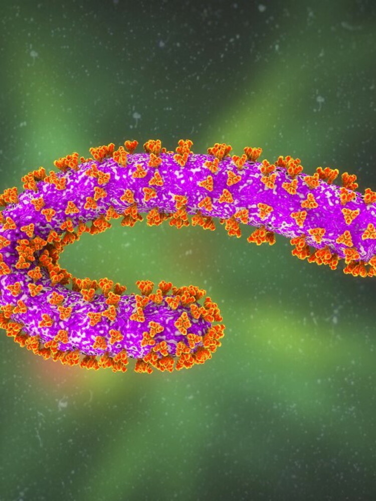 Il virus Marburg, un 'cugino' di Ebola, sta minacciando il Ruanda