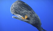 Capodogli e zifi scambiano la plastica per calamari