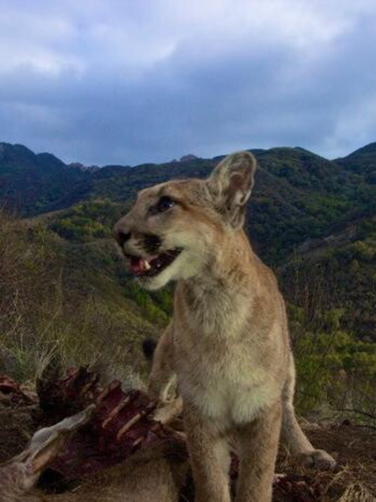 Il puma cambia ciclo vitale per evitare l'uomo
