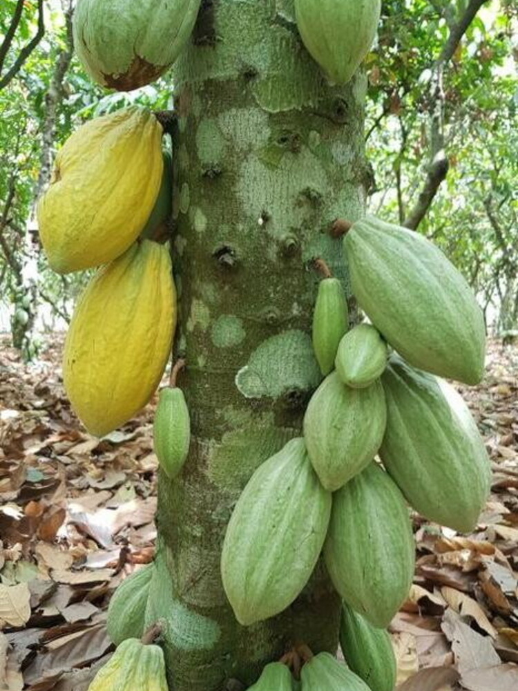 Create in Africa piantagioni di cacao che resistono al cambiamento del clima