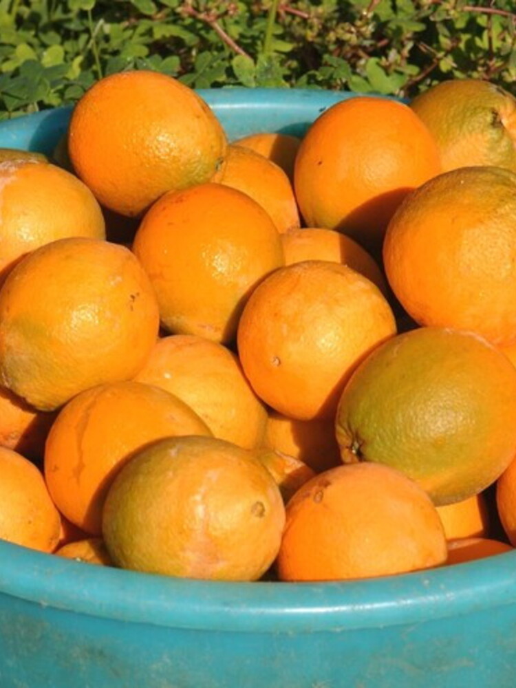 La Sicilia è spremuta. Via al raccolto dell'arancia rossa