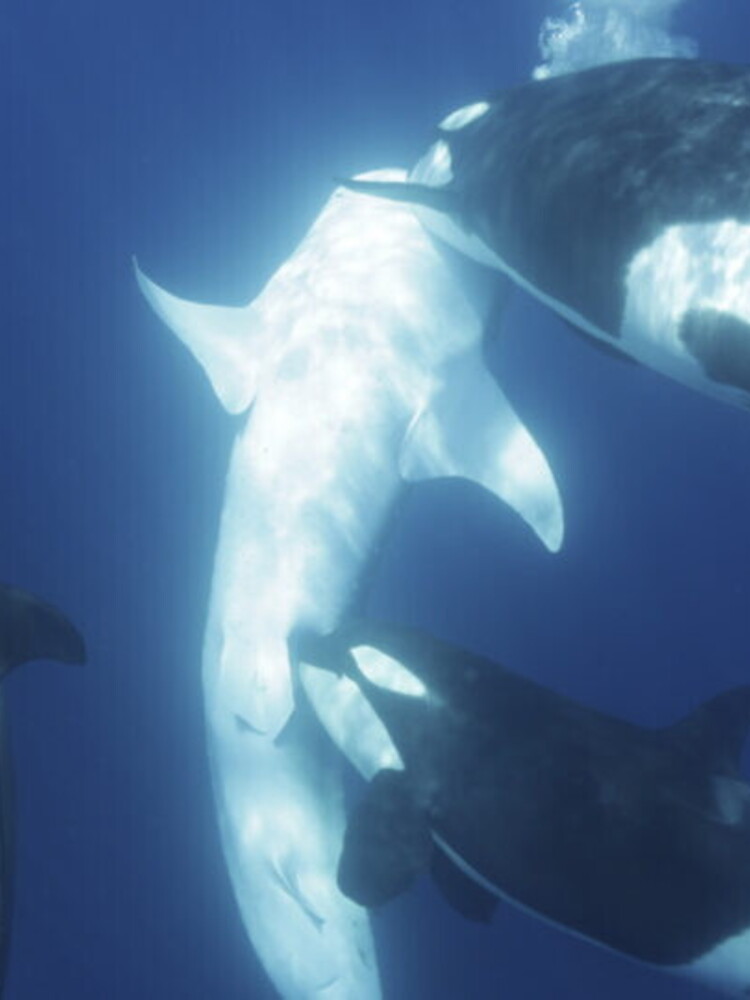 Le orche hanno imparato come attaccare gli squali