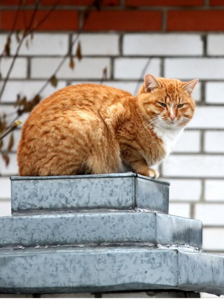 Scoperto il gene che rende arancione il pelo dei gatti
