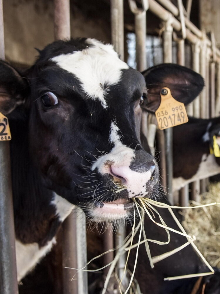 Nutrire i bovini con le alghe riduce le emissioni di metano