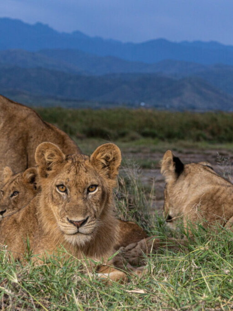 I leoni non ruggiscono più. In Uganda sono sempre meno