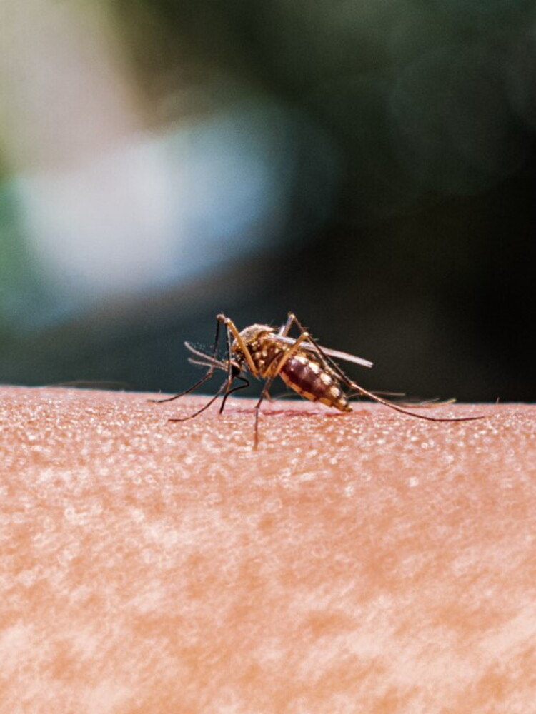 Il nuovo pesticida bio efficace contro la malaria