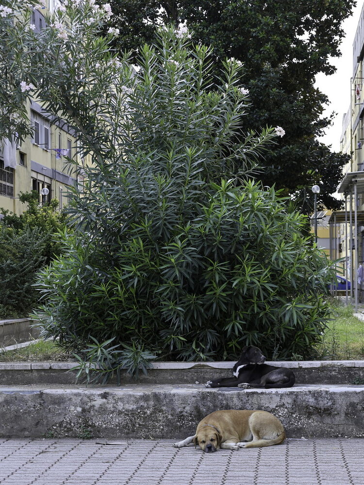 Alberi sbagliati piantati in punti sbagliati rendono le città più calde