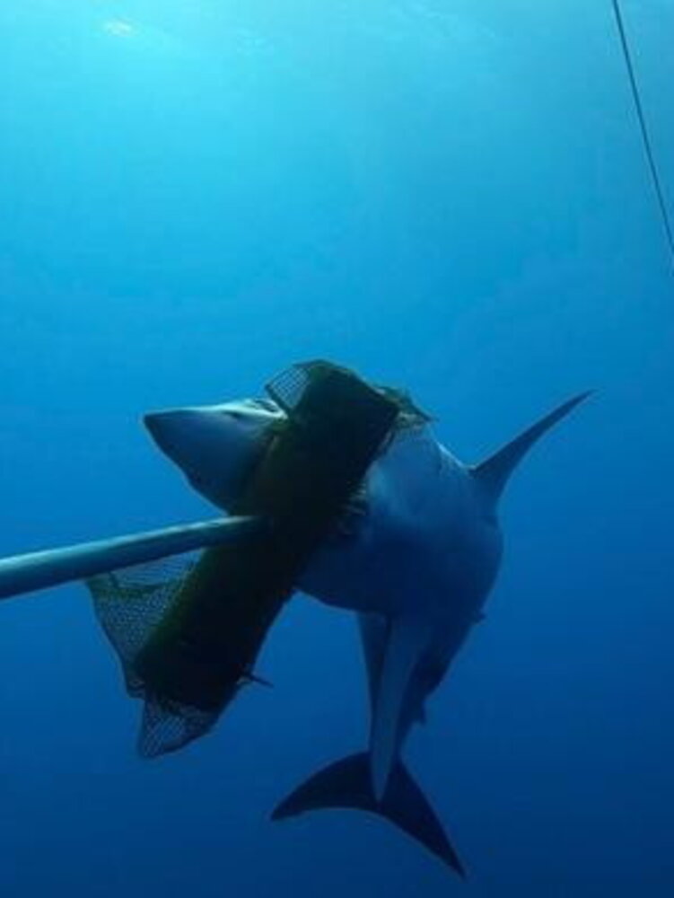 Tracciato per la prima volta uno 'squalo mako' nel Mediterraneo