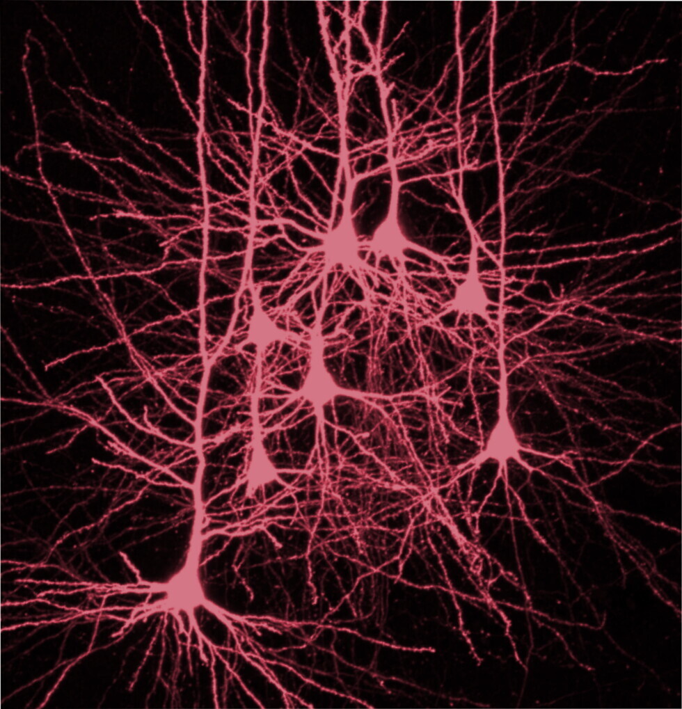 Scienza, scoperti i neuroni dell'attenzione