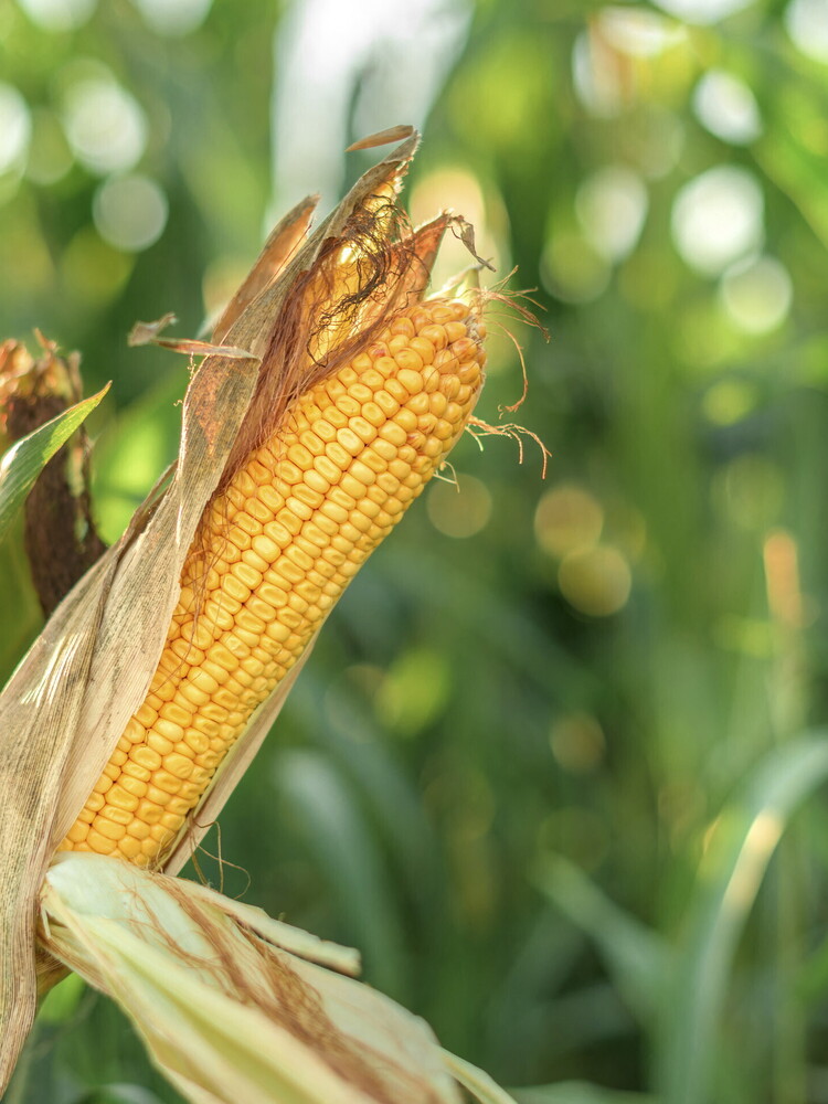 I popoli precoloniali nutrivano le anatre e mangiavano mais