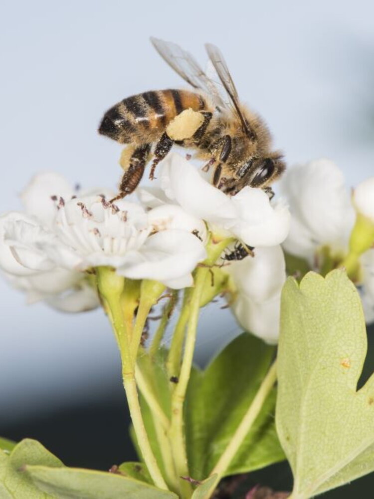 Come cambia l'impollinazione con il cambiamento climatico