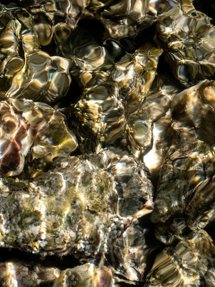 Gli oceani più acidi mutano il sesso delle ostriche