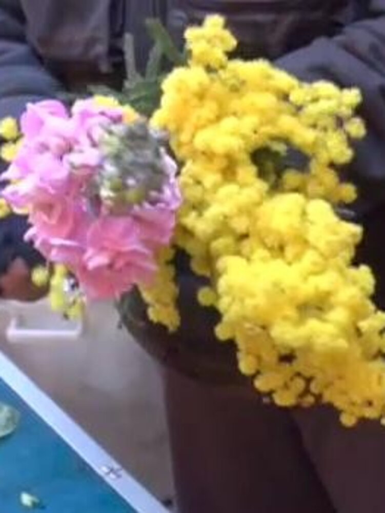 Addio ai giorni della Merla: mimose già fiorite e bombe d'acqua 