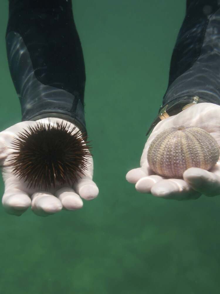 Il killer dei ricci del Mar Rosso si è ora diffuso nell'Oceano Indiano