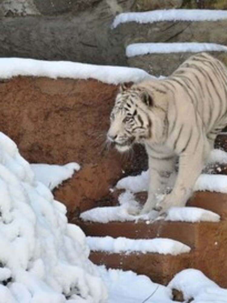 Come il cambiamento climatico rimescola le specie animali 